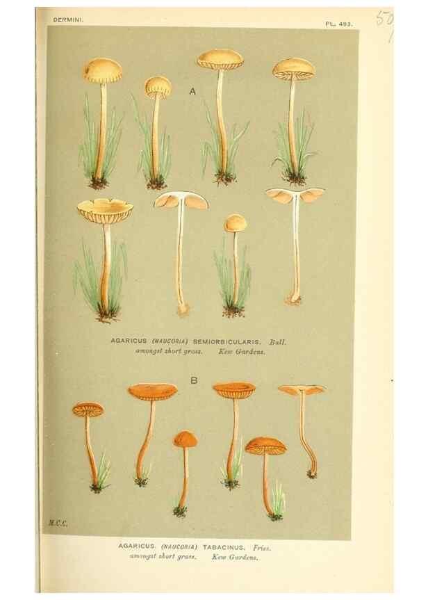 Reproducción/Reproduction 9015197251: Illustrations of British Fungi (Hymenomycetes), to serve as an atlas to the ""Handbook of British Fungi"".. LondonWilliams and Norgate1881-91