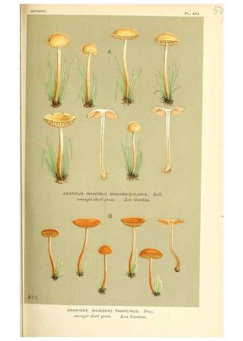 Reproducción/Reproduction 9015197251: Illustrations of British Fungi (Hymenomycetes), to serve as an atlas to the ""Handbook of British Fungi"".. LondonWilliams and Norgate1881-91