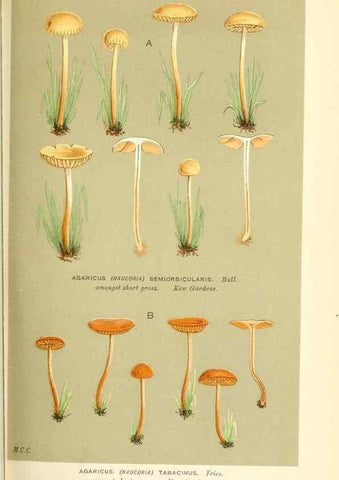 Reproducción/Reproduction 9015197251: Illustrations of British Fungi (Hymenomycetes), to serve as an atlas to the ""Handbook of British Fungi"".. LondonWilliams and Norgate1881-91