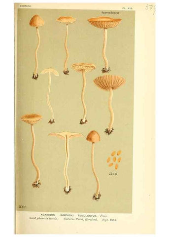 Reproducción/Reproduction 9015200319: Illustrations of British Fungi (Hymenomycetes), to serve as an atlas to the ""Handbook of British Fungi"".. LondonWilliams and Norgate1881-91