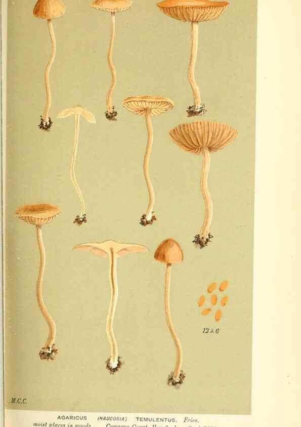Reproducción/Reproduction 9015200319: Illustrations of British Fungi (Hymenomycetes), to serve as an atlas to the ""Handbook of British Fungi"".. LondonWilliams and Norgate1881-91