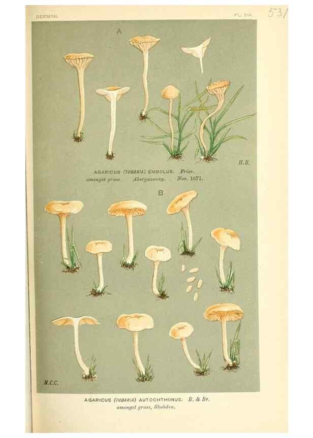 Reproducción/Reproduction 9015228517: Illustrations of British Fungi (Hymenomycetes), to serve as an atlas to the ""Handbook of British Fungi"".. LondonWilliams and Norgate1881-91