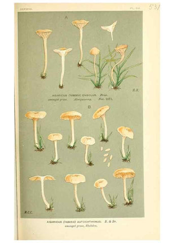 Reproducción/Reproduction 9015228517: Illustrations of British Fungi (Hymenomycetes), to serve as an atlas to the ""Handbook of British Fungi"".. LondonWilliams and Norgate1881-91