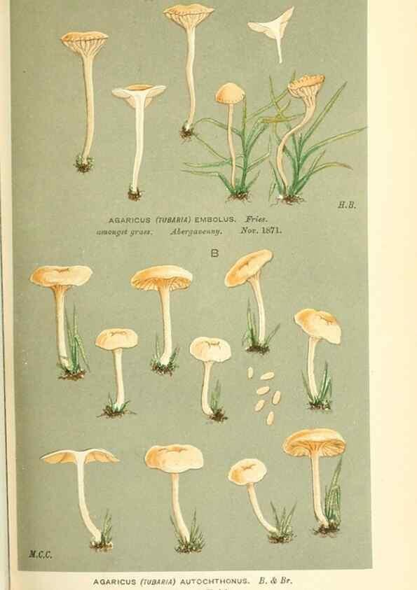 Reproducción/Reproduction 9015228517: Illustrations of British Fungi (Hymenomycetes), to serve as an atlas to the ""Handbook of British Fungi"".. LondonWilliams and Norgate1881-91