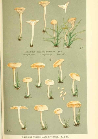 Reproducción/Reproduction 9015228517: Illustrations of British Fungi (Hymenomycetes), to serve as an atlas to the ""Handbook of British Fungi"".. LondonWilliams and Norgate1881-91