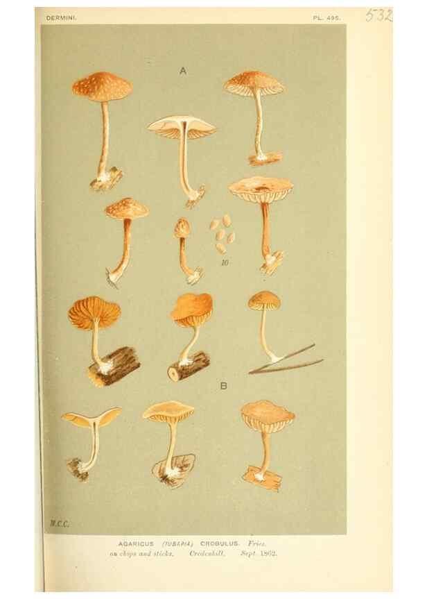 Reproducción/Reproduction 9016421184: Illustrations of British Fungi (Hymenomycetes), to serve as an atlas to the ""Handbook of British Fungi"".. LondonWilliams and Norgate1881-91