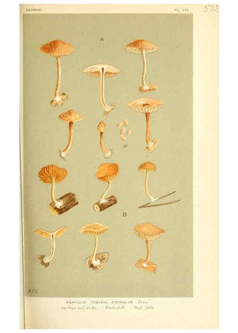 Reproducción/Reproduction 9016421184: Illustrations of British Fungi (Hymenomycetes), to serve as an atlas to the ""Handbook of British Fungi"".. LondonWilliams and Norgate1881-91