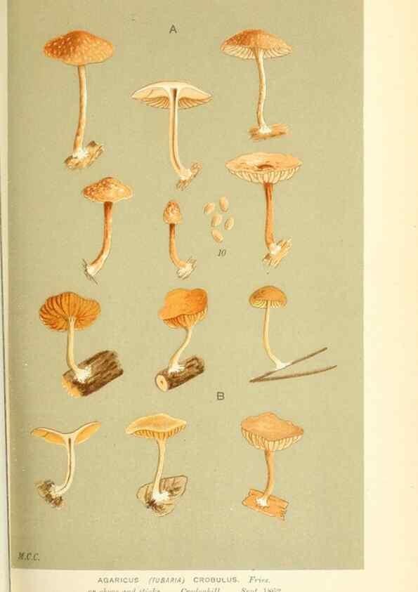 Reproducción/Reproduction 9016421184: Illustrations of British Fungi (Hymenomycetes), to serve as an atlas to the ""Handbook of British Fungi"".. LondonWilliams and Norgate1881-91