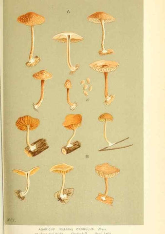 Reproducción/Reproduction 9016421184: Illustrations of British Fungi (Hymenomycetes), to serve as an atlas to the ""Handbook of British Fungi"".. LondonWilliams and Norgate1881-91