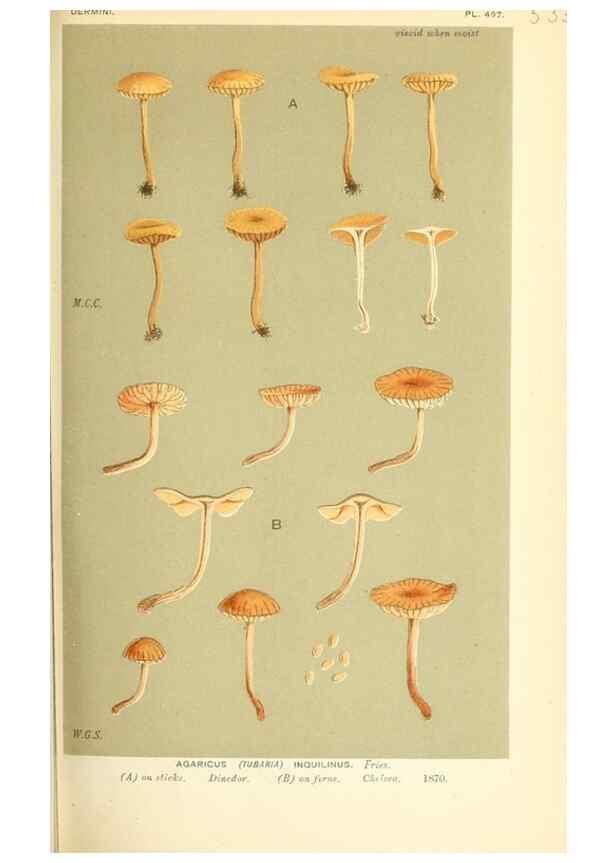 Reproducción/Reproduction 9015230917: Illustrations of British Fungi (Hymenomycetes), to serve as an atlas to the ""Handbook of British Fungi"".. LondonWilliams and Norgate1881-91