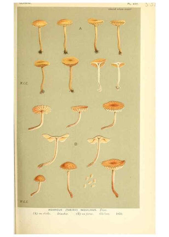Reproducción/Reproduction 9015230917: Illustrations of British Fungi (Hymenomycetes), to serve as an atlas to the ""Handbook of British Fungi"".. LondonWilliams and Norgate1881-91