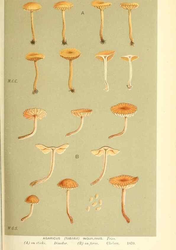 Reproducción/Reproduction 9015230917: Illustrations of British Fungi (Hymenomycetes), to serve as an atlas to the ""Handbook of British Fungi"".. LondonWilliams and Norgate1881-91