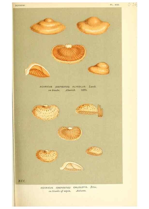 Reproducción/Reproduction 9016423890: Illustrations of British Fungi (Hymenomycetes), to serve as an atlas to the ""Handbook of British Fungi"".. LondonWilliams and Norgate1881-91