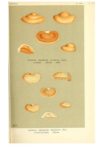 Reproducción/Reproduction 9016423890: Illustrations of British Fungi (Hymenomycetes), to serve as an atlas to the ""Handbook of British Fungi"".. LondonWilliams and Norgate1881-91