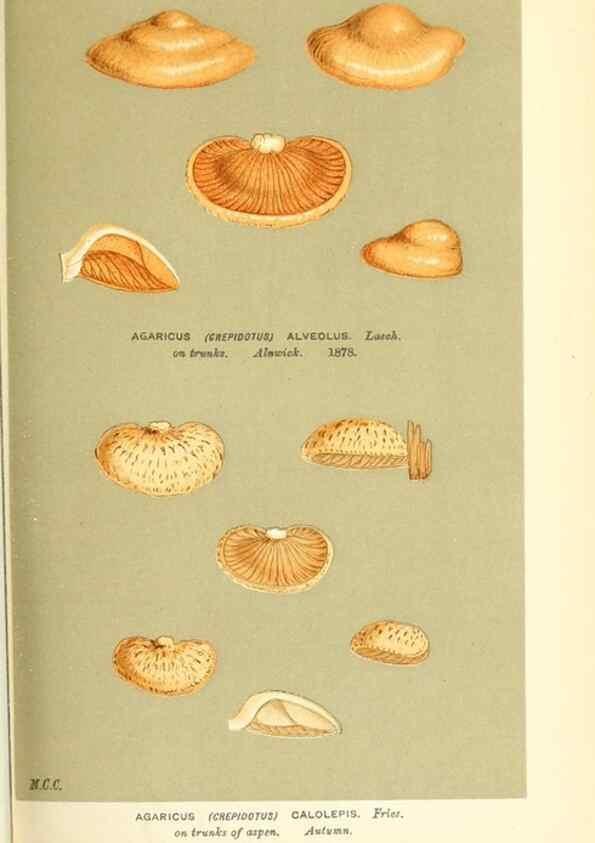 Reproducción/Reproduction 9016423890: Illustrations of British Fungi (Hymenomycetes), to serve as an atlas to the ""Handbook of British Fungi"".. LondonWilliams and Norgate1881-91