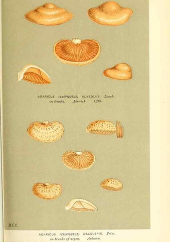 Reproducción/Reproduction 9016423890: Illustrations of British Fungi (Hymenomycetes), to serve as an atlas to the ""Handbook of British Fungi"".. LondonWilliams and Norgate1881-91