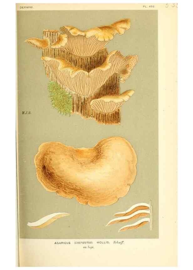 Reproducción/Reproduction 9016425098: Illustrations of British Fungi (Hymenomycetes), to serve as an atlas to the ""Handbook of British Fungi"".. LondonWilliams and Norgate1881-91