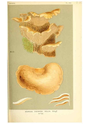 Reproducción/Reproduction 9016425098: Illustrations of British Fungi (Hymenomycetes), to serve as an atlas to the ""Handbook of British Fungi"".. LondonWilliams and Norgate1881-91