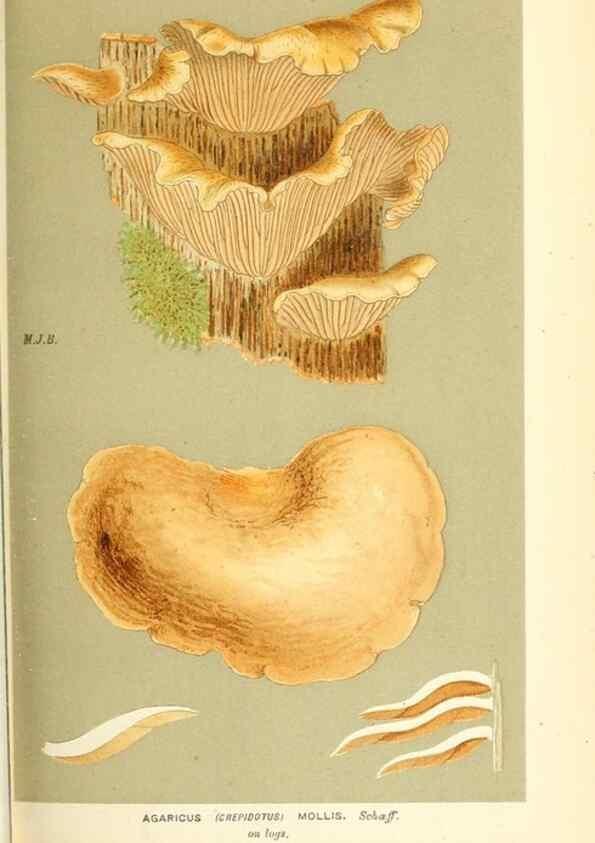 Reproducción/Reproduction 9016425098: Illustrations of British Fungi (Hymenomycetes), to serve as an atlas to the ""Handbook of British Fungi"".. LondonWilliams and Norgate1881-91