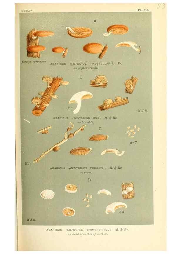 Reproducción/Reproduction 9016426324: Illustrations of British Fungi (Hymenomycetes), to serve as an atlas to the ""Handbook of British Fungi"".. LondonWilliams and Norgate1881-91