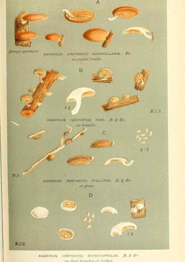 Reproducción/Reproduction 9016426324: Illustrations of British Fungi (Hymenomycetes), to serve as an atlas to the ""Handbook of British Fungi"".. LondonWilliams and Norgate1881-91