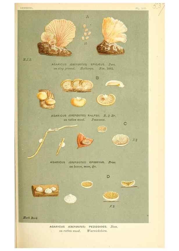 Reproducción/Reproduction 9016427652: Illustrations of British Fungi (Hymenomycetes), to serve as an atlas to the ""Handbook of British Fungi"".. LondonWilliams and Norgate1881-91
