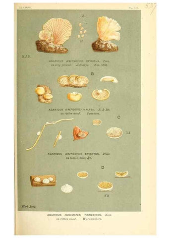 Reproducción/Reproduction 9016427652: Illustrations of British Fungi (Hymenomycetes), to serve as an atlas to the ""Handbook of British Fungi"".. LondonWilliams and Norgate1881-91