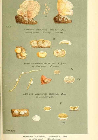 Reproducción/Reproduction 9016427652: Illustrations of British Fungi (Hymenomycetes), to serve as an atlas to the ""Handbook of British Fungi"".. LondonWilliams and Norgate1881-91