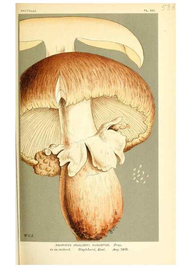 Reproducción/Reproduction 9016429038: Illustrations of British Fungi (Hymenomycetes), to serve as an atlas to the ""Handbook of British Fungi"".. LondonWilliams and Norgate1881-91