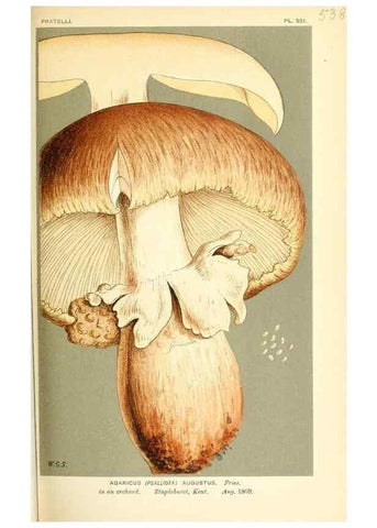 Reproducción/Reproduction 9016429038: Illustrations of British Fungi (Hymenomycetes), to serve as an atlas to the ""Handbook of British Fungi"".. LondonWilliams and Norgate1881-91