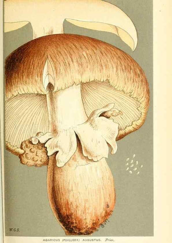 Reproducción/Reproduction 9016429038: Illustrations of British Fungi (Hymenomycetes), to serve as an atlas to the ""Handbook of British Fungi"".. LondonWilliams and Norgate1881-91