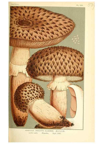 Reproducción/Reproduction 9016431012: Illustrations of British Fungi (Hymenomycetes), to serve as an atlas to the ""Handbook of British Fungi"".. LondonWilliams and Norgate1881-91