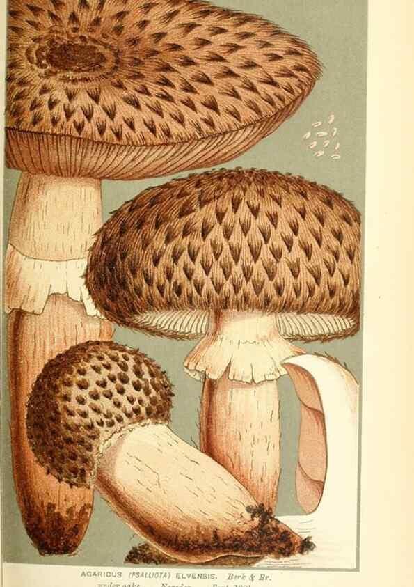 Reproducción/Reproduction 9016431012: Illustrations of British Fungi (Hymenomycetes), to serve as an atlas to the ""Handbook of British Fungi"".. LondonWilliams and Norgate1881-91