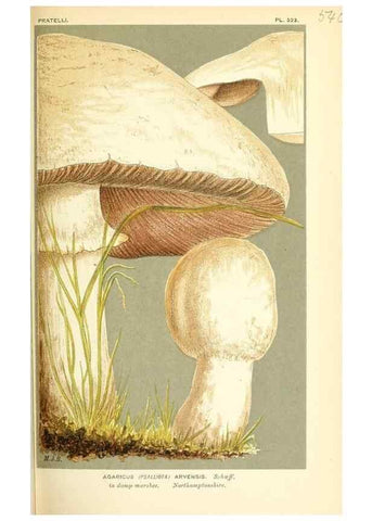 Reproducción/Reproduction 9016432574: Illustrations of British Fungi (Hymenomycetes), to serve as an atlas to the ""Handbook of British Fungi"".. LondonWilliams and Norgate1881-91
