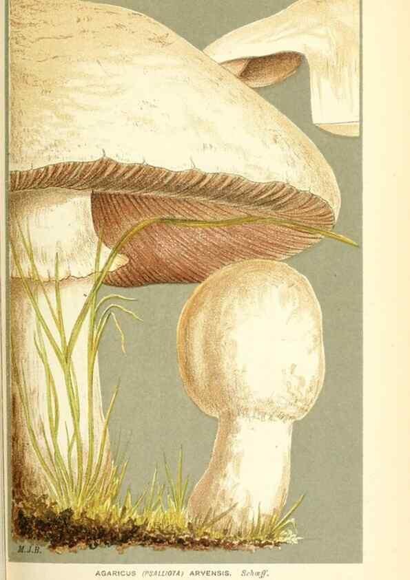 Reproducción/Reproduction 9016432574: Illustrations of British Fungi (Hymenomycetes), to serve as an atlas to the ""Handbook of British Fungi"".. LondonWilliams and Norgate1881-91