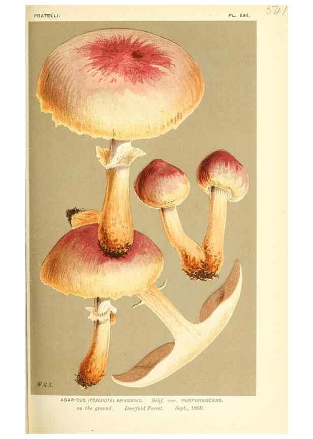Reproducción/Reproduction 9016434104: Illustrations of British Fungi (Hymenomycetes), to serve as an atlas to the ""Handbook of British Fungi"".. LondonWilliams and Norgate1881-91