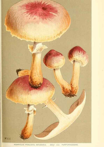 Reproducción/Reproduction 9016434104: Illustrations of British Fungi (Hymenomycetes), to serve as an atlas to the ""Handbook of British Fungi"".. LondonWilliams and Norgate1881-91
