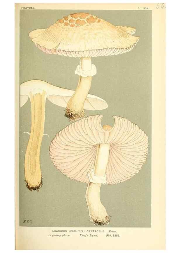 Reproducción/Reproduction 9015243961: Illustrations of British Fungi (Hymenomycetes), to serve as an atlas to the ""Handbook of British Fungi"".. LondonWilliams and Norgate1881-91