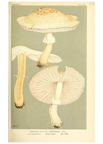 Reproducción/Reproduction 9015243961: Illustrations of British Fungi (Hymenomycetes), to serve as an atlas to the ""Handbook of British Fungi"".. LondonWilliams and Norgate1881-91