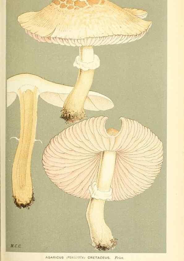 Reproducción/Reproduction 9015243961: Illustrations of British Fungi (Hymenomycetes), to serve as an atlas to the ""Handbook of British Fungi"".. LondonWilliams and Norgate1881-91