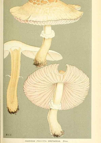 Reproducción/Reproduction 9015243961: Illustrations of British Fungi (Hymenomycetes), to serve as an atlas to the ""Handbook of British Fungi"".. LondonWilliams and Norgate1881-91