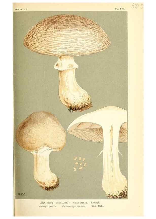 Reproducción/Reproduction 9016436788: Illustrations of British Fungi (Hymenomycetes), to serve as an atlas to the ""Handbook of British Fungi"".. LondonWilliams and Norgate1881-91