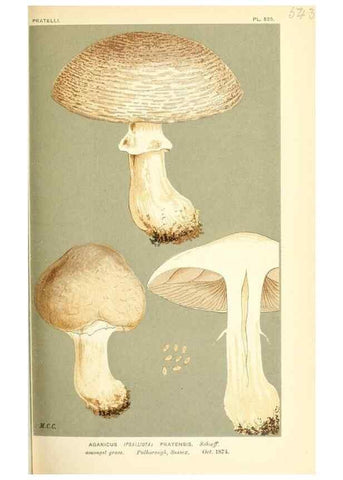 Reproducción/Reproduction 9016436788: Illustrations of British Fungi (Hymenomycetes), to serve as an atlas to the ""Handbook of British Fungi"".. LondonWilliams and Norgate1881-91