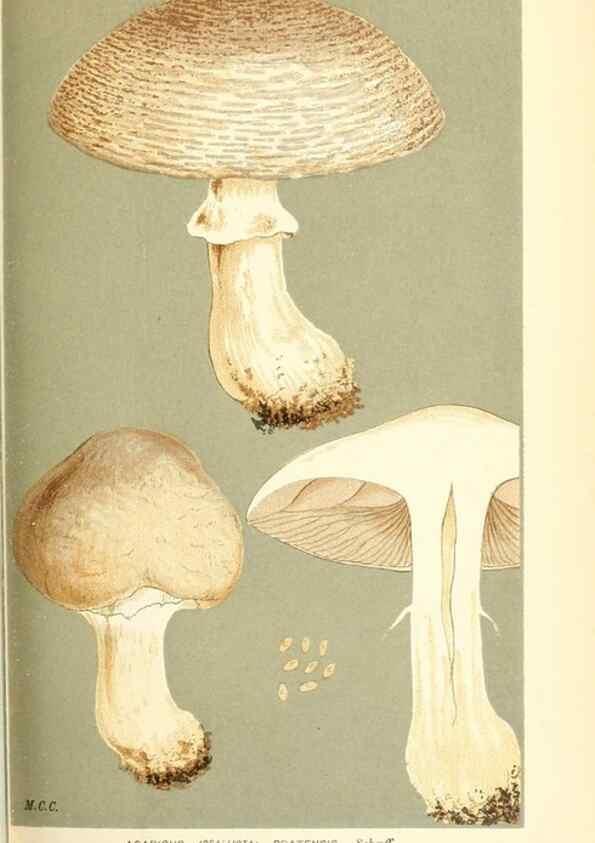 Reproducción/Reproduction 9016436788: Illustrations of British Fungi (Hymenomycetes), to serve as an atlas to the ""Handbook of British Fungi"".. LondonWilliams and Norgate1881-91