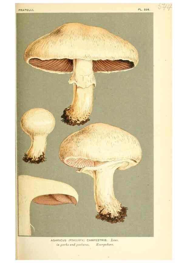 Reproducción/Reproduction 9015246451: Illustrations of British Fungi (Hymenomycetes), to serve as an atlas to the ""Handbook of British Fungi"".. LondonWilliams and Norgate1881-91