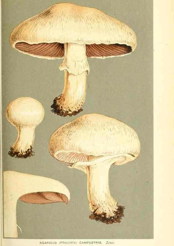 Reproducción/Reproduction 9015246451: Illustrations of British Fungi (Hymenomycetes), to serve as an atlas to the ""Handbook of British Fungi"".. LondonWilliams and Norgate1881-91
