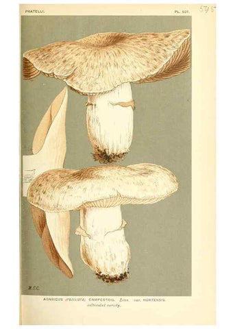 Reproducción/Reproduction 9015247753: Illustrations of British Fungi (Hymenomycetes), to serve as an atlas to the ""Handbook of British Fungi"".. LondonWilliams and Norgate1881-91