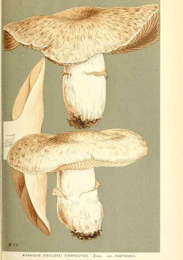 Reproducción/Reproduction 9015247753: Illustrations of British Fungi (Hymenomycetes), to serve as an atlas to the ""Handbook of British Fungi"".. LondonWilliams and Norgate1881-91