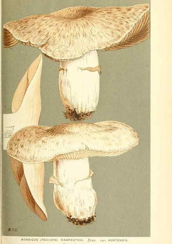 Reproducción/Reproduction 9015247753: Illustrations of British Fungi (Hymenomycetes), to serve as an atlas to the ""Handbook of British Fungi"".. LondonWilliams and Norgate1881-91