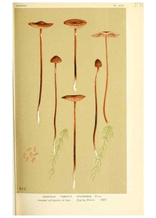 Reproducción/Reproduction 9015227241: Illustrations of British Fungi (Hymenomycetes), to serve as an atlas to the ""Handbook of British Fungi"".. LondonWilliams and Norgate1881-91